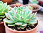 玉蝶多肉植物怎么养殖