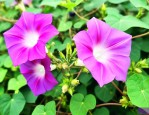 牵牛花种子多少钱一斤
