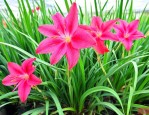 龙须草花卉的养殖方法