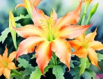 曼陀罗花有毒还是无毒