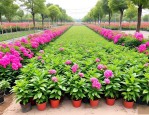 2025年花卉植物苗木市场