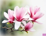 玉兰花的诗句千古名句