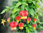 蔓性灯笼花的养殖方法