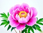 牡丹花的作文350字