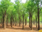 香樟10-12公分的单价