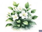 茉莉花应该怎么种