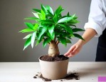 发财树换土的正确方法