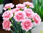 多头康乃馨鲜花怎么养