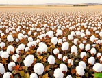 2025年新疆哪里种植棉花