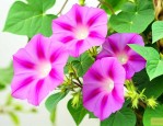 牵牛花不开花怎么回事