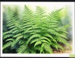 中华卷柏是蕨类植物吗