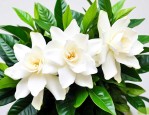 栀子花籽怎么种植方法