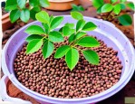 2025年花椒种子催芽方法