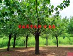 20公分柞榛树价格表