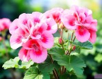 天竺葵夏日玫瑰优缺点