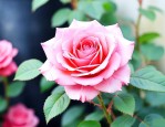 微型月季花的养殖方法