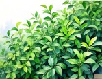什么植物常年都是绿色