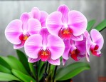 蝴蝶兰促进开花的方法