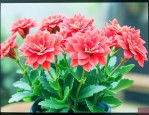 请问长寿花的养护方法