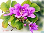2025年紫荆花长什么样子