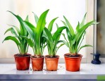 家里水培植物养什么好