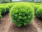 2025年无刺枸骨种植方法