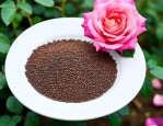 月季花种子是什么样子