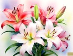 百合花代表着什么意思