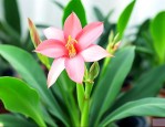 滴水观音开花什么样子