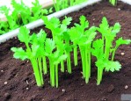 芹菜种子催芽几天发芽