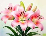 百合花的花语是什么意思