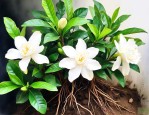 栀子花闷根了什么症状