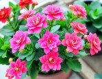 长寿花养护与管理方法