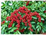 红花椒和青花椒哪种好