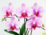 蝴蝶兰寓意及花语喻人