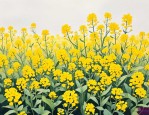 2025年长得像油菜花的花