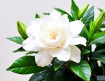 家里养栀子花吉不吉利