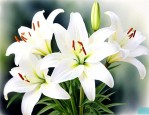 白百合花的花语是什么