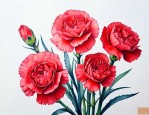 康乃馨红色花语是什么