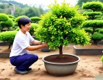 2025年小叶女贞盆景修剪