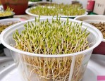 2025年种子催芽处理方法