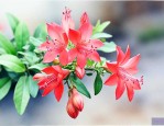 钱串子的花是什么样的