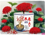2025年人参花一天喝多少