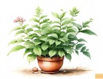 适合家里养的中药植物
