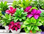2025年二十四种水培植物