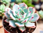 玉观音多肉植物怎么养