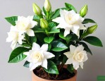 栀子花可以在家里养吗