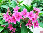 三七花是凉性还是热性