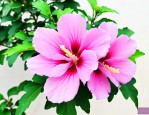 木槿花落蕾是什么原因