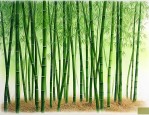 毛竹子怎么养才能更旺盛